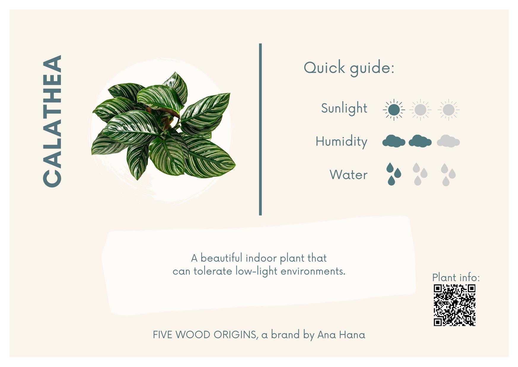 Caring for your Calathea Plant  Ana Hana Flower