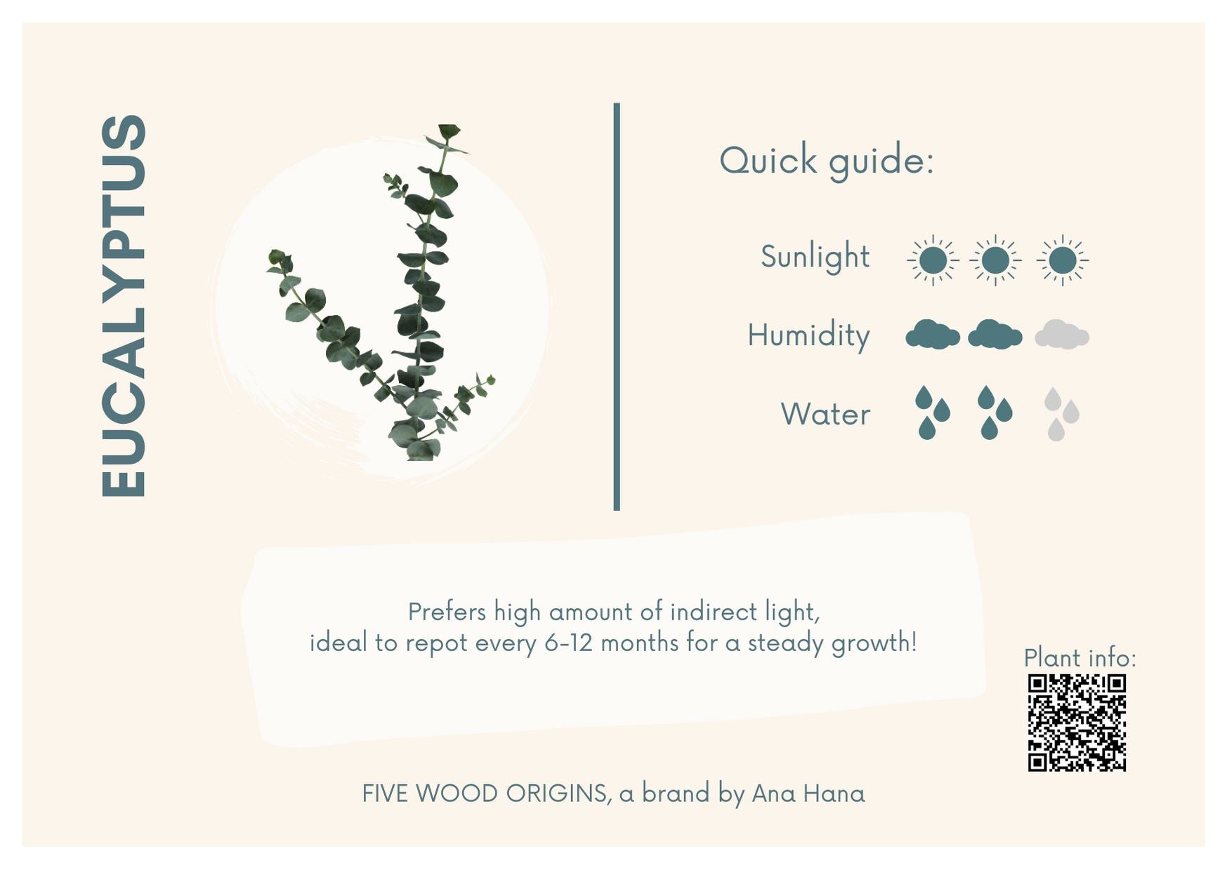 Caring for your Eucalyptus Plant Ana Hana Flower