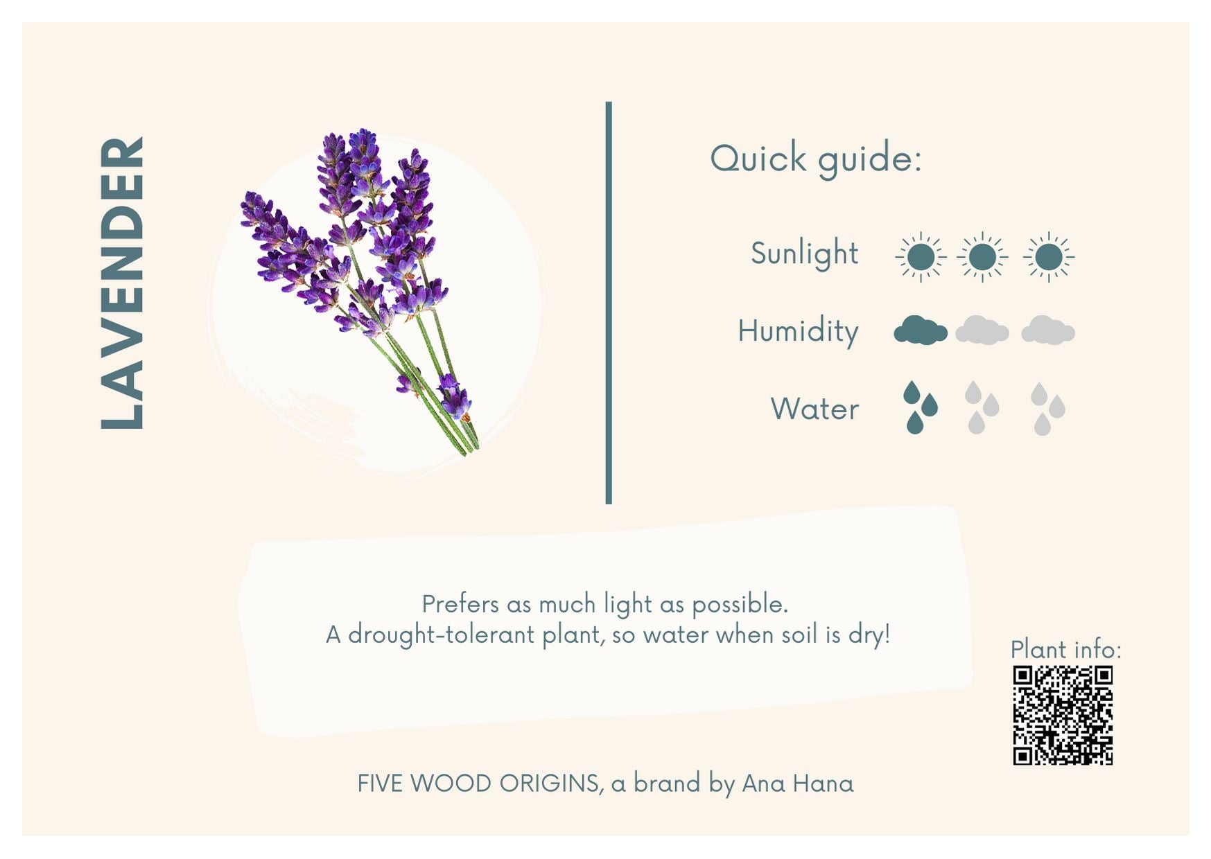 Caring for your Lavender Plant  Ana Hana Flower
