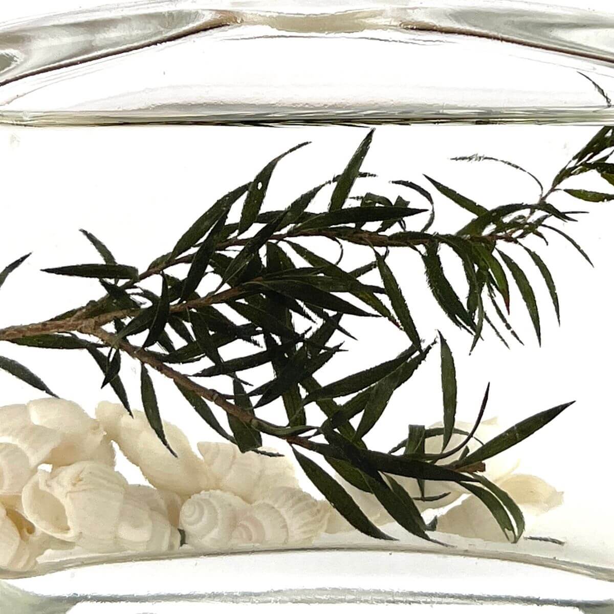 Kiki Aromatherapy Scent Diffuser - 100ml - Scent - Westin - Preserved Flowers & Fresh Flower Florist Gift Store