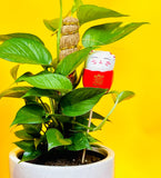 Maneki-neko Deco - Add Ons - red - Preserved Flowers & Fresh Flower Florist Gift Store