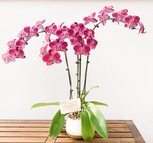 Auspicious Flowers and Plants for Chinese New Year - Ana Hana Flower
