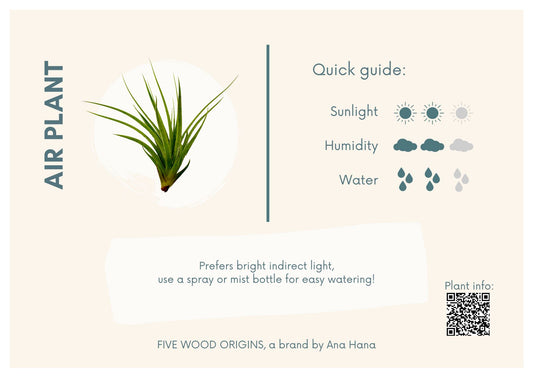 Caring for your Air Plant - Ana Hana Flower