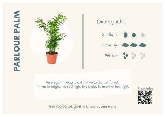 Caring for your Parlour Palm - Ana Hana Flower