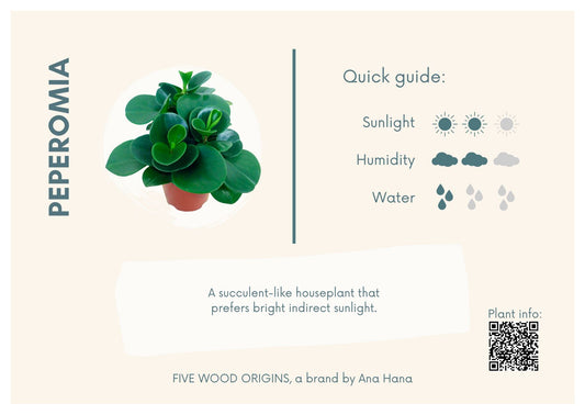 Caring for your Peperomia Plant - Ana Hana Flower