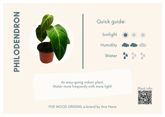 Caring for your Philodendron Plant - Ana Hana Flower