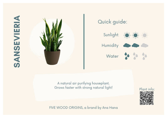 Caring for your Sansevieria (Snake Plant or Mother-in-law's Tongue) - Ana Hana Flower