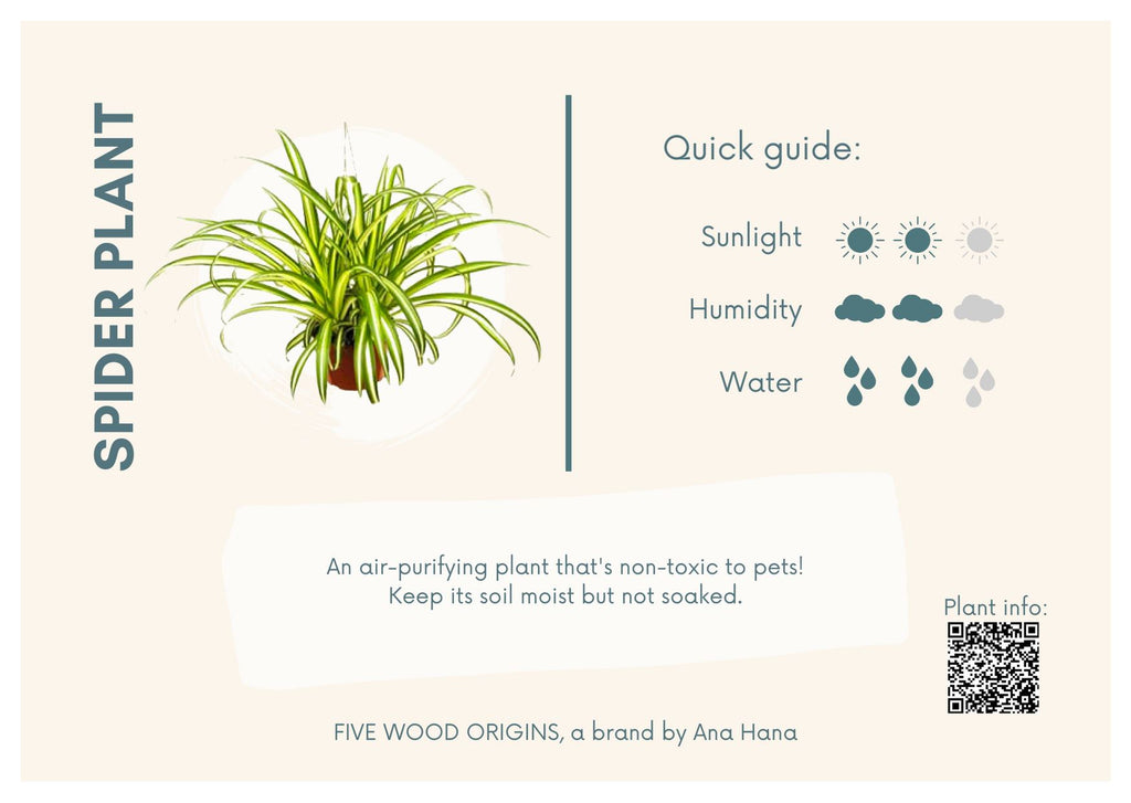 How to Grow and Care for Spider plant