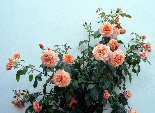 Roses - There Are More Varieties Than You Think! - Ana Hana Flower