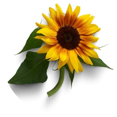 Sunflower - Ana Hana Flower