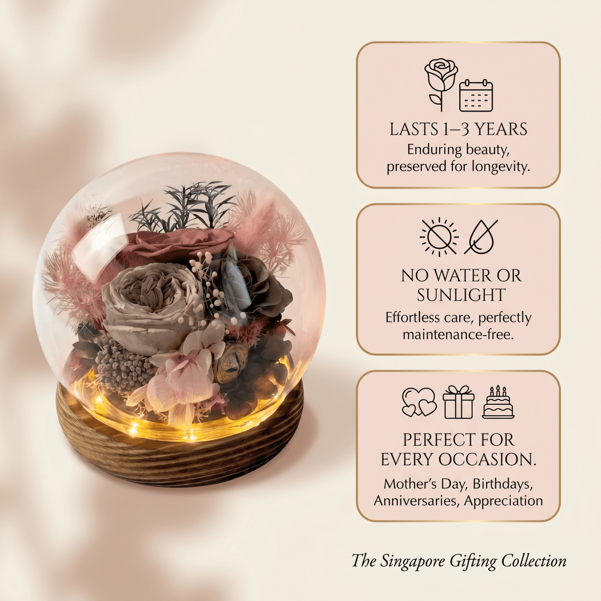 Rose Blowball - Mayard Cuppa - Flowers - Preserved Flowers & Fresh Flower Florist Gift Store