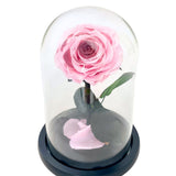 Single Blush Rose - Flower - Preserved Flowers & Fresh Flower Florist Gift Store