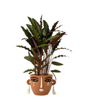 Calathea Lancifolia - scales planter - Gifting plant - Tumbleweed Plants - Online Plant Delivery Singapore