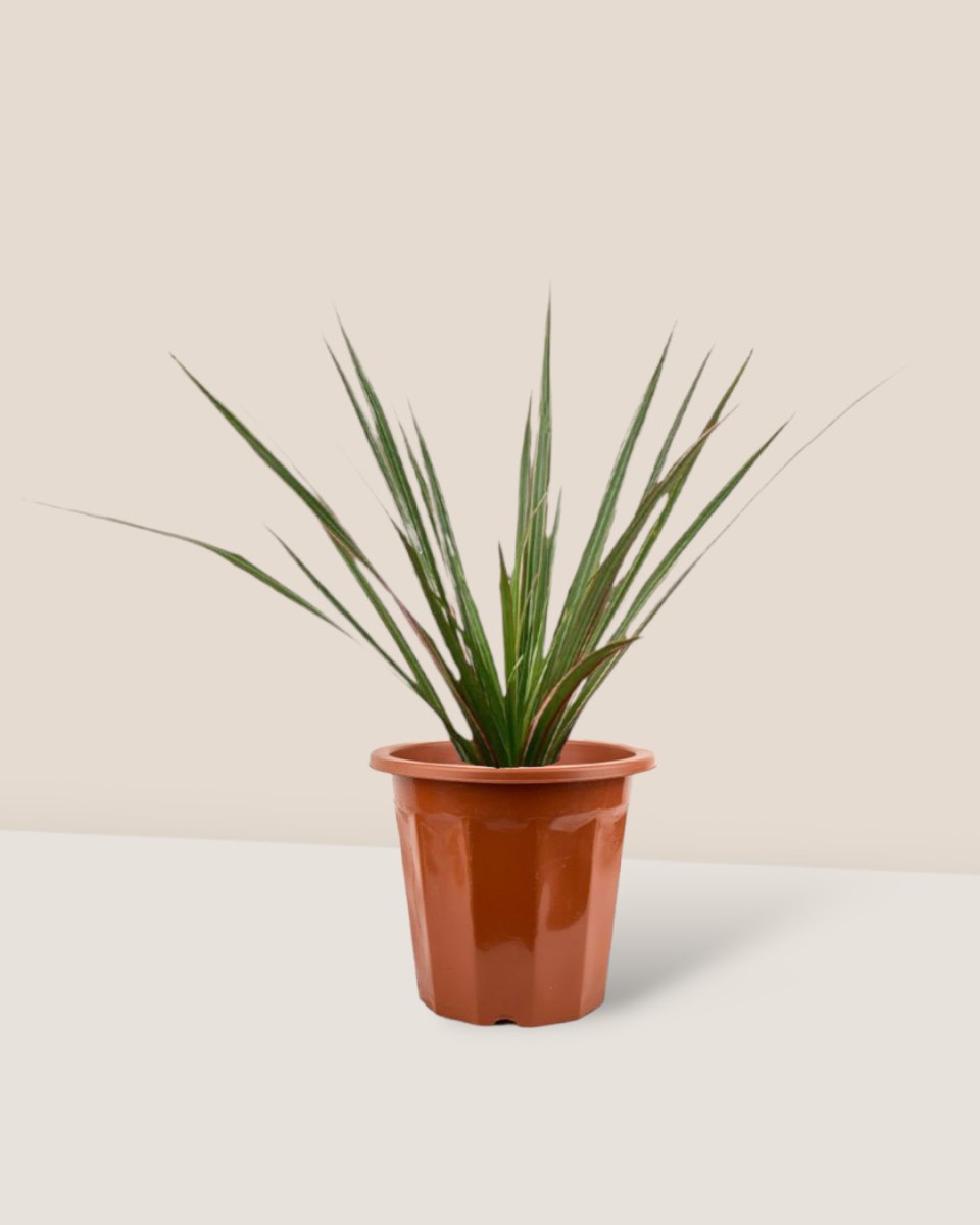 Dracaena Bicolour - Small - grow pot - Gifting plant - Tumbleweed Plants - Online Plant Delivery Singapore