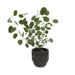 Eucalyptus Potted Plant (Seasonal) - Plant - Grower's Pot - Preserved Flowers & Fresh Flower Florist Gift Store