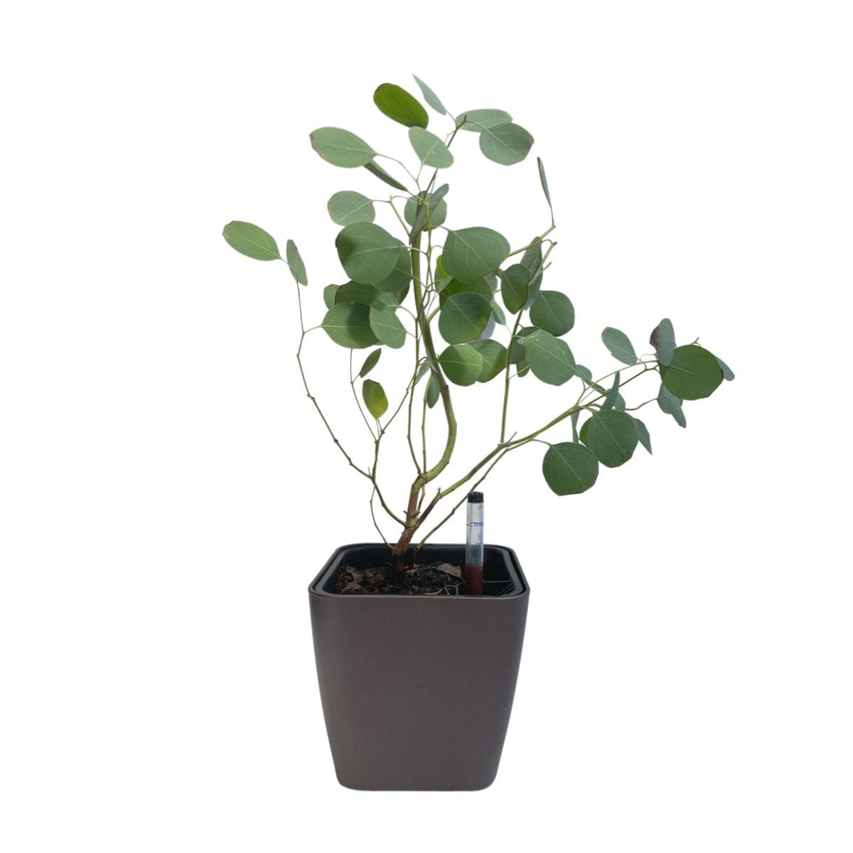 Eucalyptus Potted Plant (Seasonal) - Plant - Grower's Pot - Preserved Flowers & Fresh Flower Florist Gift Store