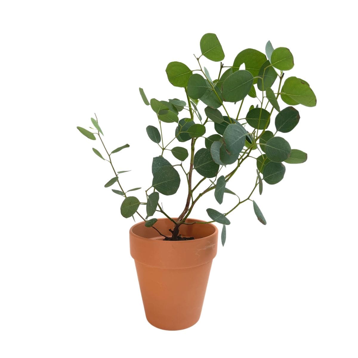 Eucalyptus Potted Plant (Seasonal) - Plant - Grower's Pot - Preserved Flowers & Fresh Flower Florist Gift Store
