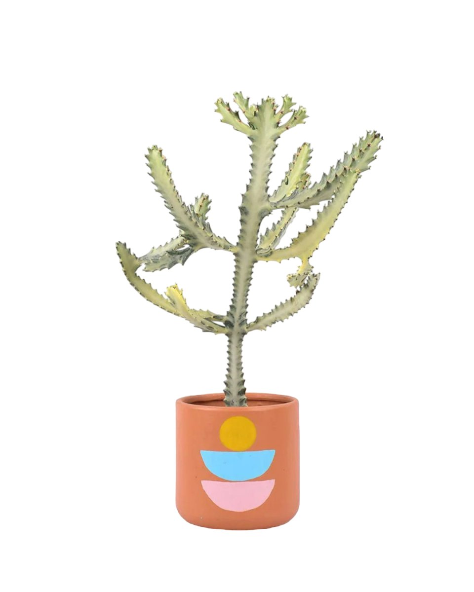 Euphorbia White Ghost in Canyon Planter - Gifting plant - Tumbleweed Plants - Online Plant Delivery Singapore