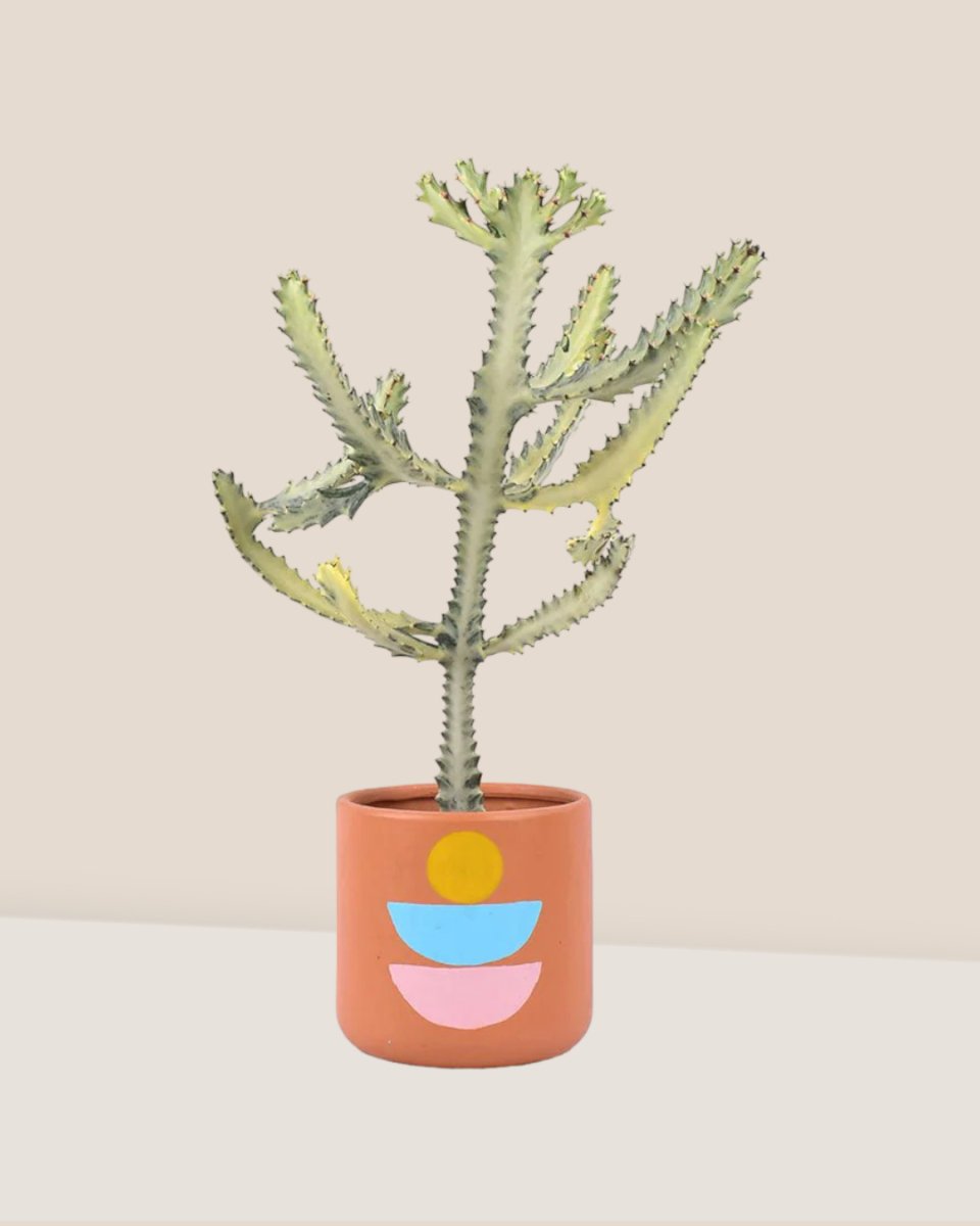 Euphorbia White Ghost in Canyon Planter - Gifting plant - Tumbleweed Plants - Online Plant Delivery Singapore