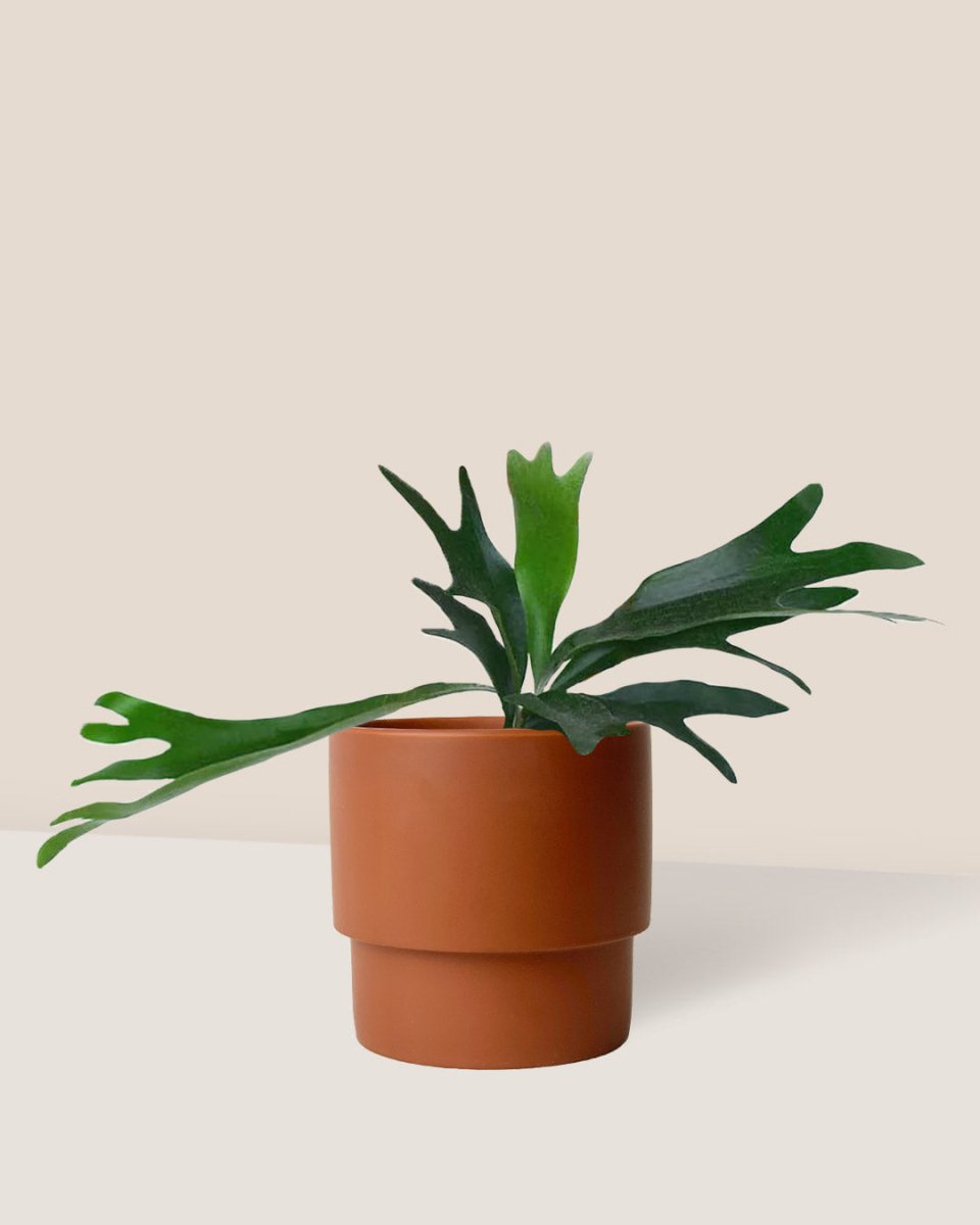 French Staghorn Fern - plinth pot - chestnut/large - Gifting plant - Tumbleweed Plants - Online Plant Delivery Singapore