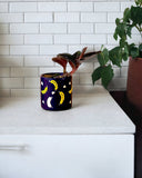Jewel Orchid - little cylinder black with tray - Just plant - Tumbleweed Plants - Online Plant Delivery Singapore