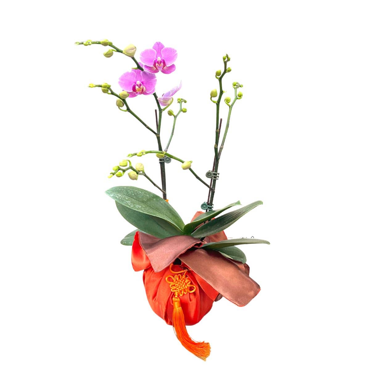 Lunar Phalaenopsis - Abundance - Flower - Preserved Flowers & Fresh Flower Florist Gift Store
