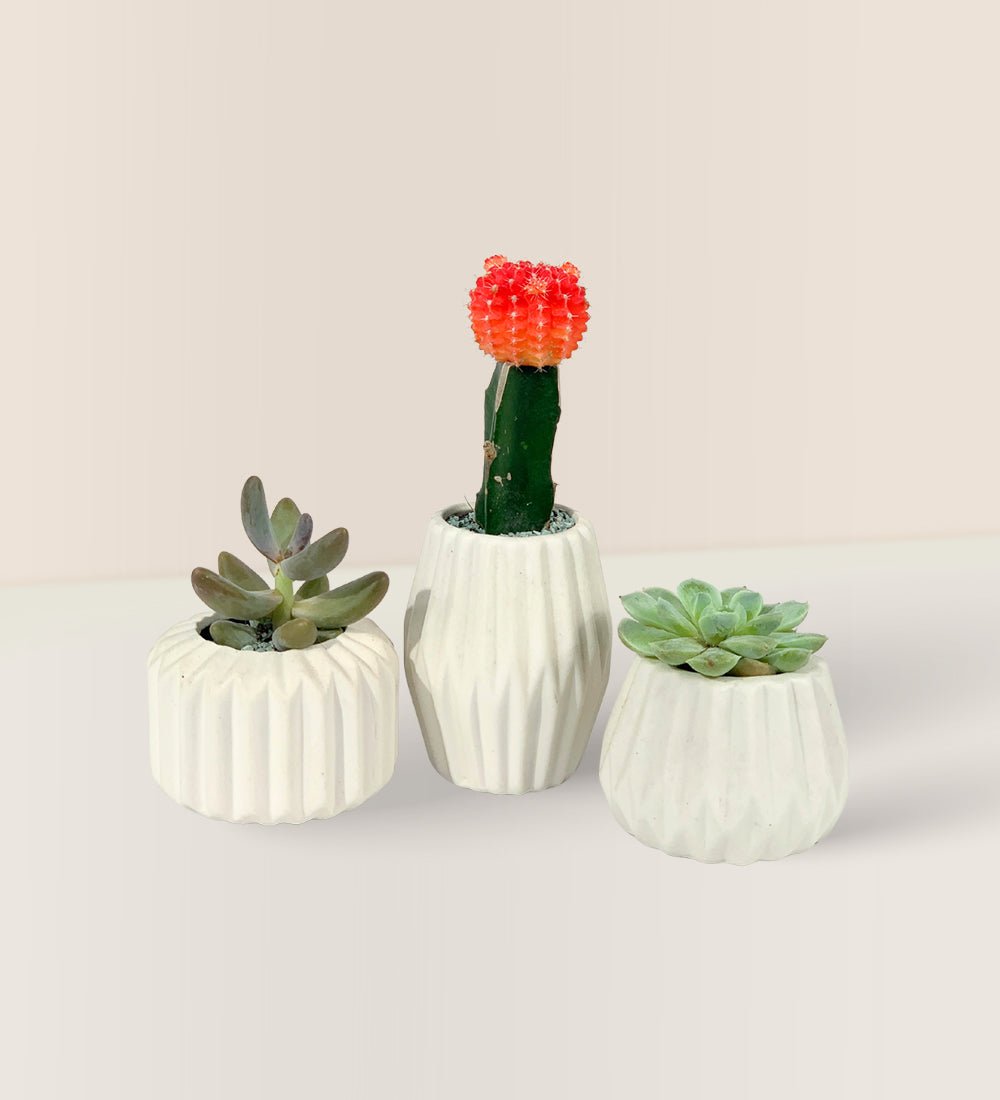 Mini Assorted Succulents (Set of 3) - Gifting plant - Tumbleweed Plants - Online Plant Delivery Singapore