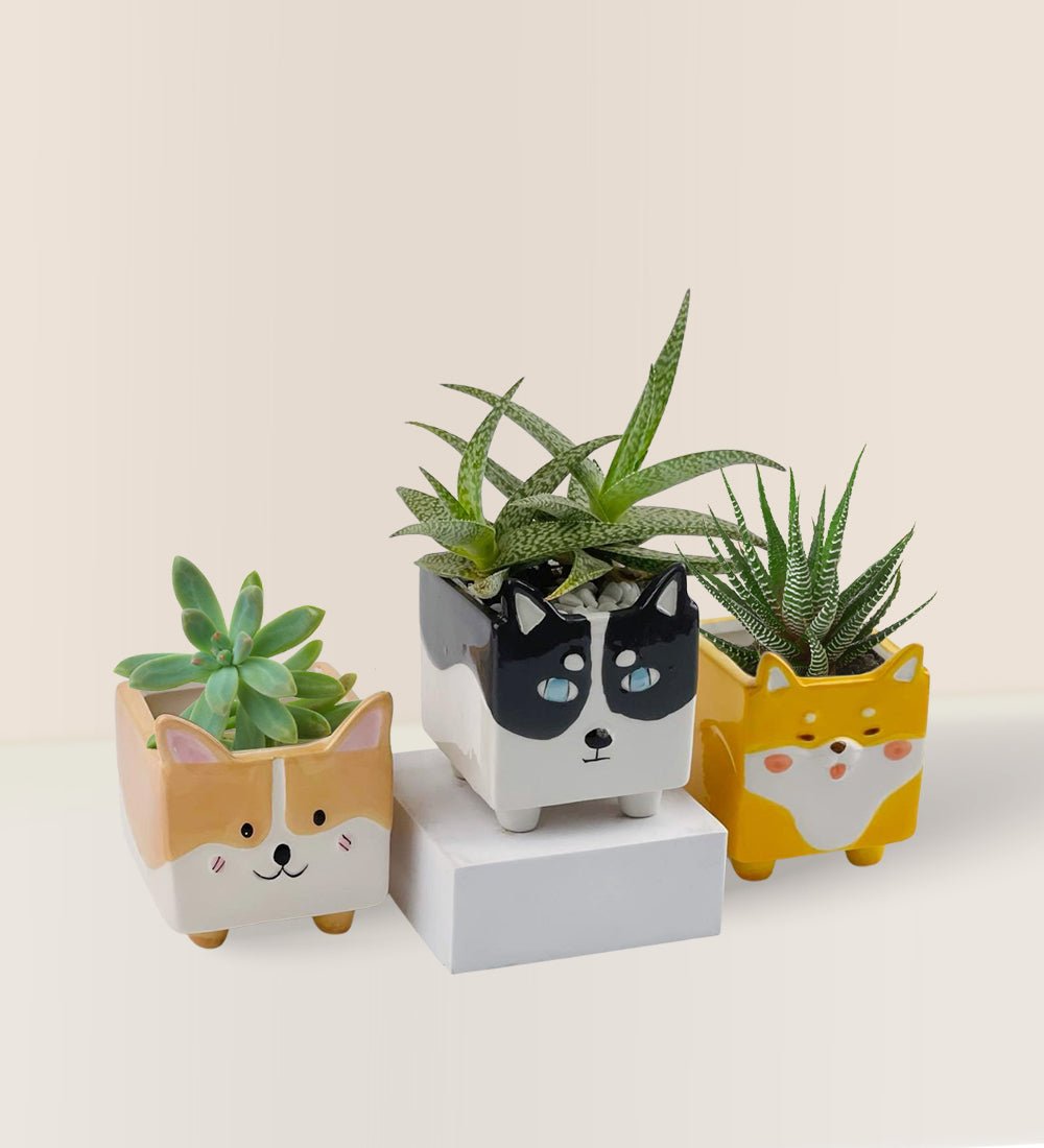 Mini Assorted Succulents in Adorable Puppies Pots (Set of 3) - Gifting plant - Tumbleweed Plants - Online Plant Delivery Singapore