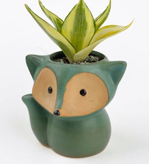 Mini Assorted Succulents in Fox Planter - green - Gifting Plant - Tumbleweed Plants - Online Plant Delivery Singapore