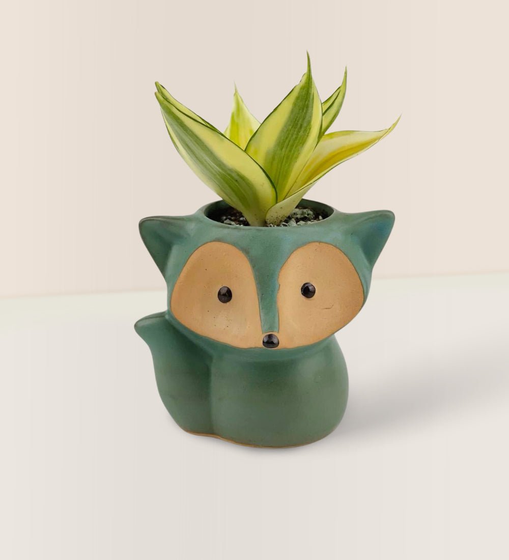 Mini Assorted Succulents in Fox Planter - green - Gifting Plant - Tumbleweed Plants - Online Plant Delivery Singapore