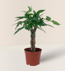 Mini Money Tree - grow pot - Gifting plant - Tumbleweed Plants - Online Plant Delivery Singapore