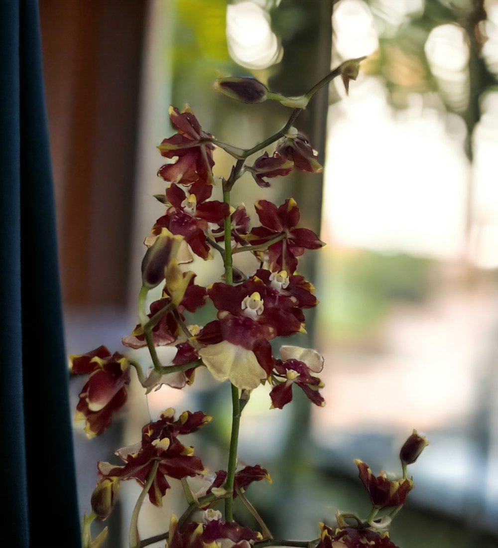 Oncidium Hybrid (Cocoa Cappuccion) - grow pot - Potted plant - Tumbleweed Plants - Online Plant Delivery Singapore