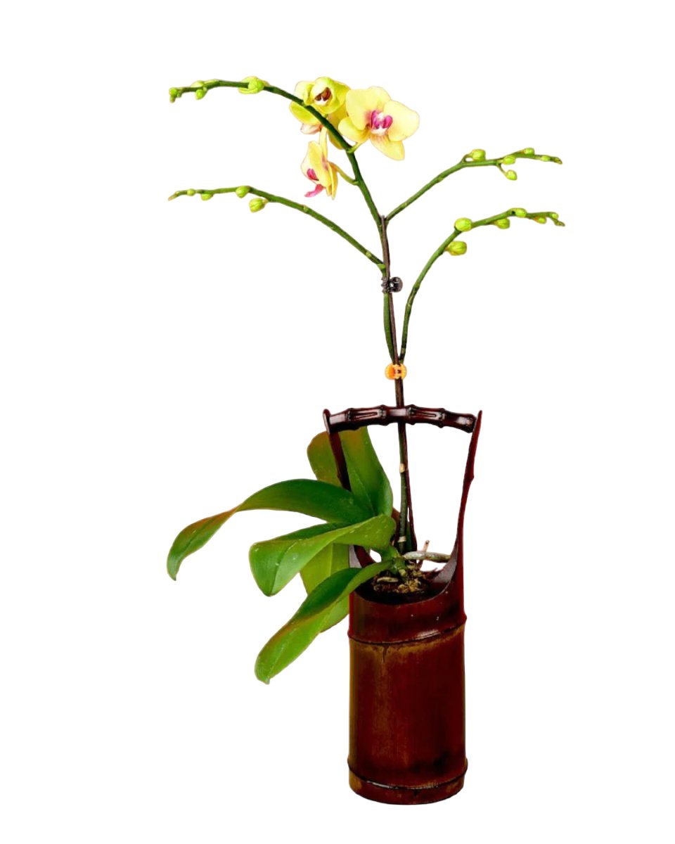Orchid in Bamboo Vase - Gifting plant - Tumbleweed Plants - Online Plant Delivery Singapore