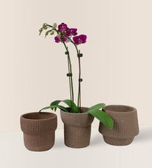 Phalaenopsis Enchanting - Gifting plant - Tumbleweed Plants - Online Plant Delivery Singapore