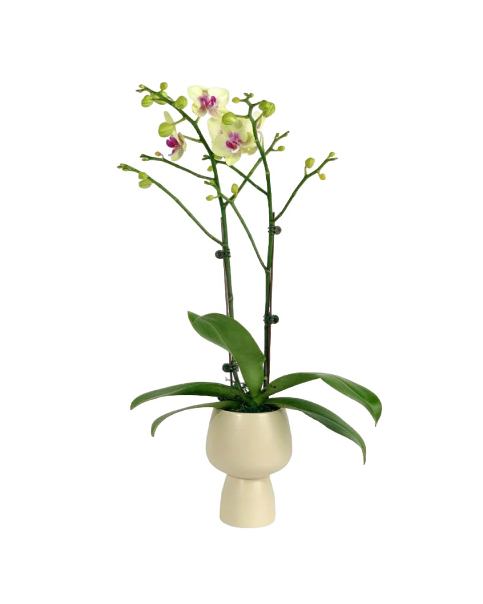 Phalaenopsis Orchid Arrangement in Ceramic Sand Pot - Gifting plant - Tumbleweed Plants - Online Plant Delivery Singapore