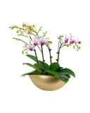 Phalaenopsis Orchid Arrangement in Hammered Gold Planter - Gifting plant - Tumbleweed Plants - Online Plant Delivery Singapore