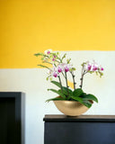 Phalaenopsis Orchid Arrangement in Hammered Gold Planter - Gifting plant - Tumbleweed Plants - Online Plant Delivery Singapore