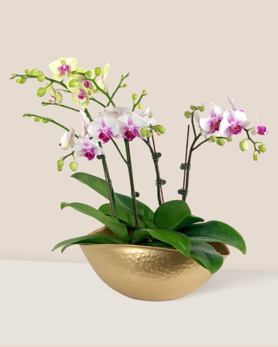 Phalaenopsis Orchid Arrangement in Hammered Gold Planter - Gifting plant - Tumbleweed Plants - Online Plant Delivery Singapore