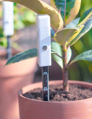 Plant Water Indicator with Light - Plant Supplies - Preserved Flowers & Fresh Flower Florist Gift Store