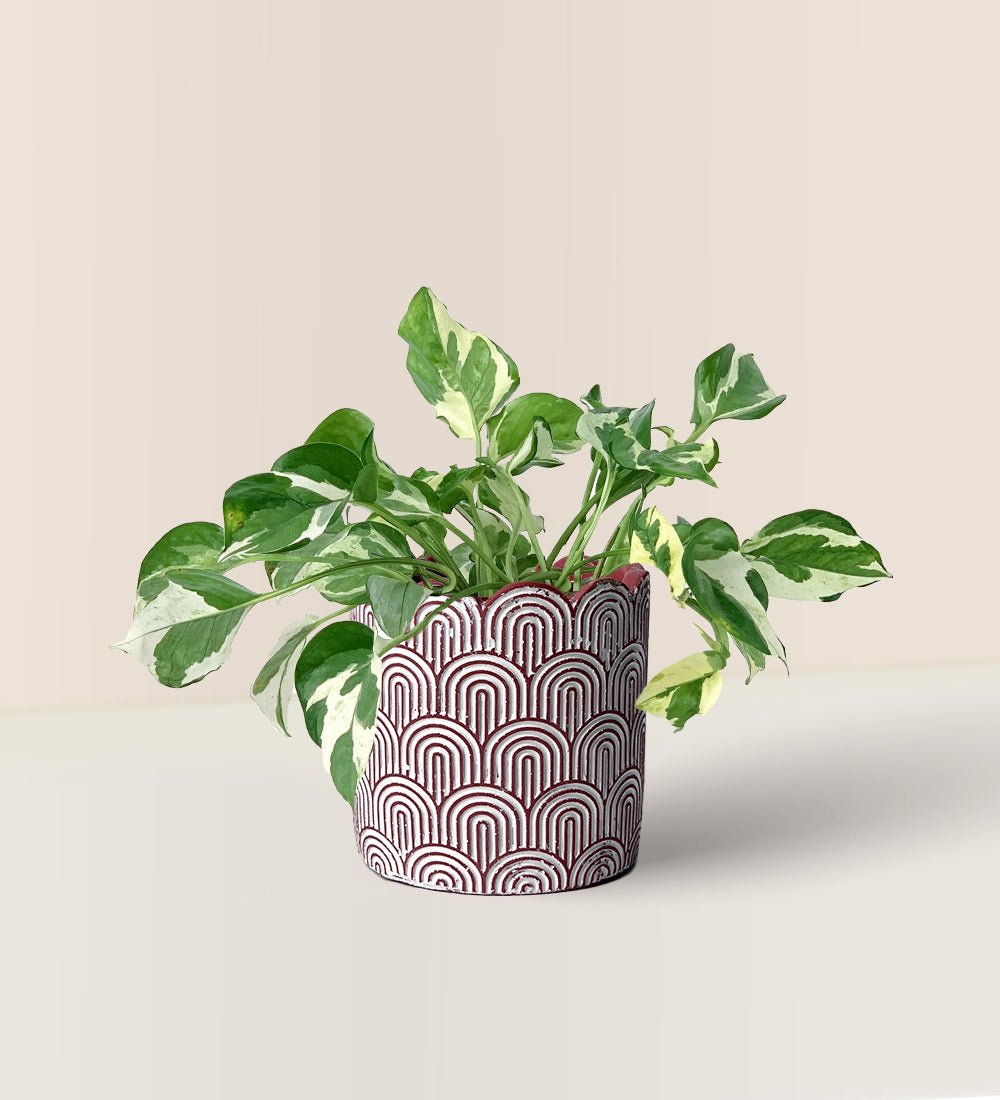Pothos N'Joy - jacopo planter - 11cm - Potted plant - Tumbleweed Plants - Online Plant Delivery Singapore