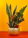 Prosperity Plant Arrangement in Golden Egg Pot (Large) - Gifting plant - Tumbleweed Plants - Online Plant Delivery Singapore