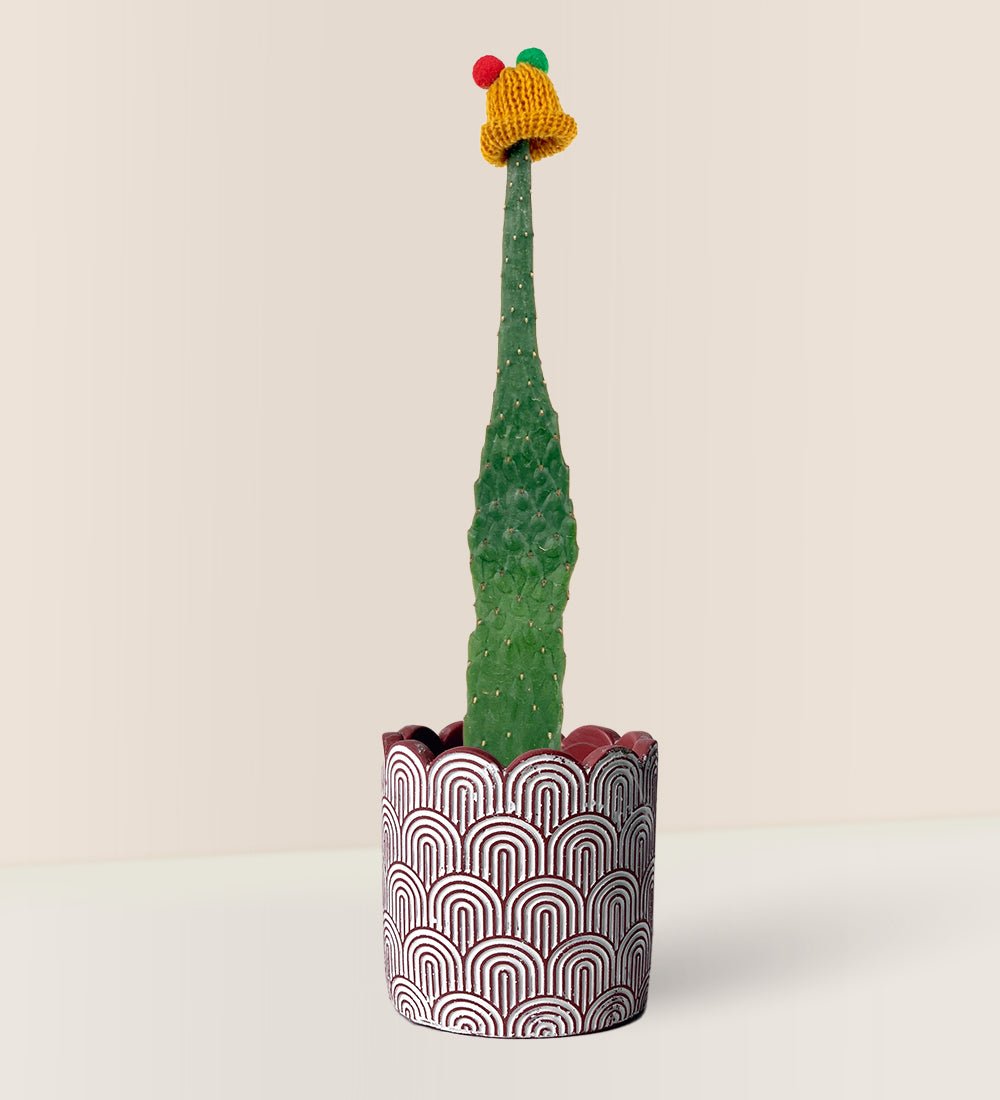 Roadkill Cactus - jacopo planter - 11 cm - Potted plant - Tumbleweed Plants - Online Plant Delivery Singapore