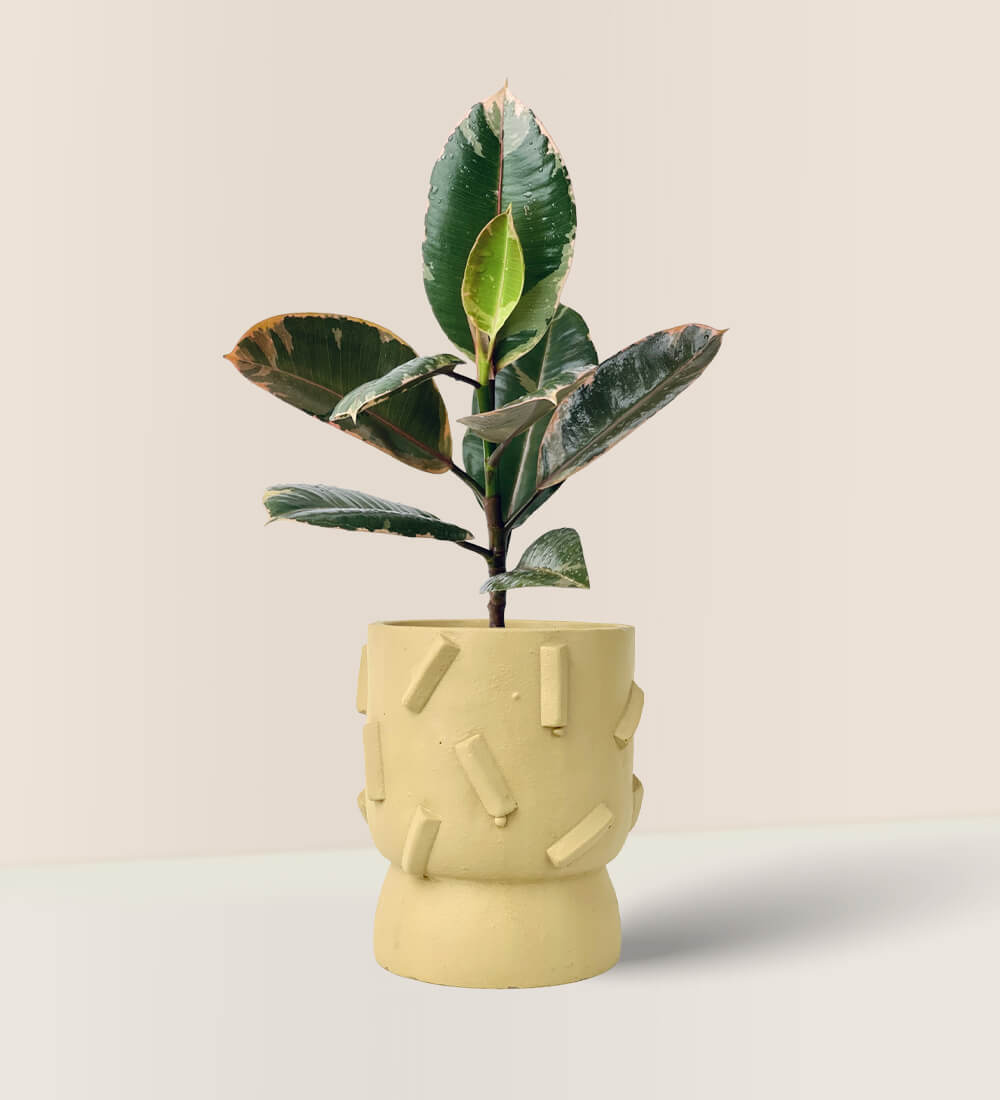 Ruby Rubber Plant in Dash Planter - sage dash planter - Gifting plant - Tumbleweed Plants - Online Plant Delivery Singapore