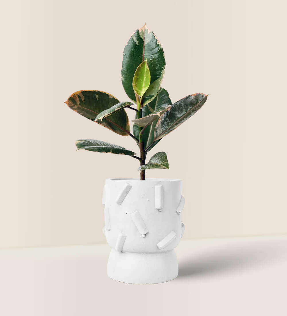 Ruby Rubber Plant in Dash Planter - white dash planter - Gifting plant - Tumbleweed Plants - Online Plant Delivery Singapore
