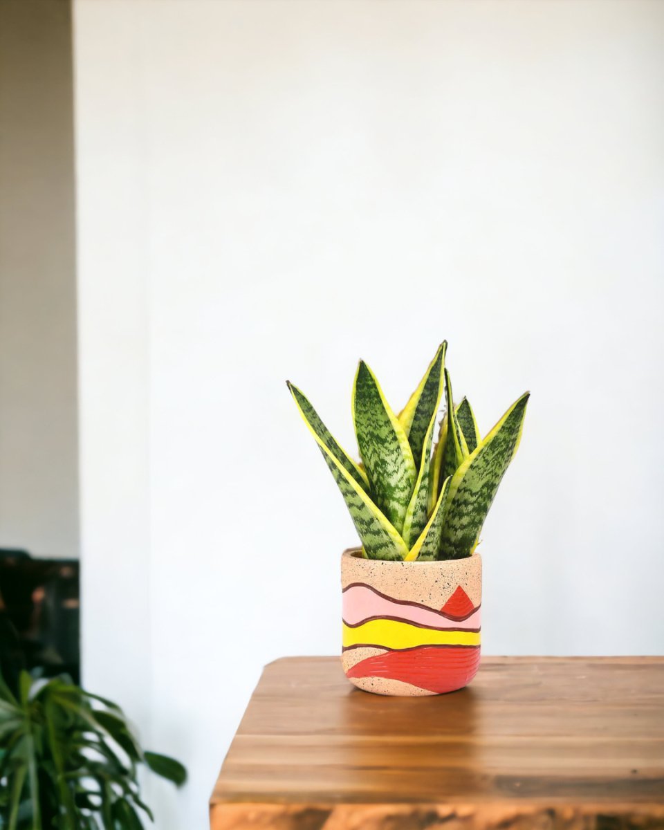 Sansevieria Trifasciata in Mars Landscape Planter - Gifting plant - Tumbleweed Plants - Online Plant Delivery Singapore