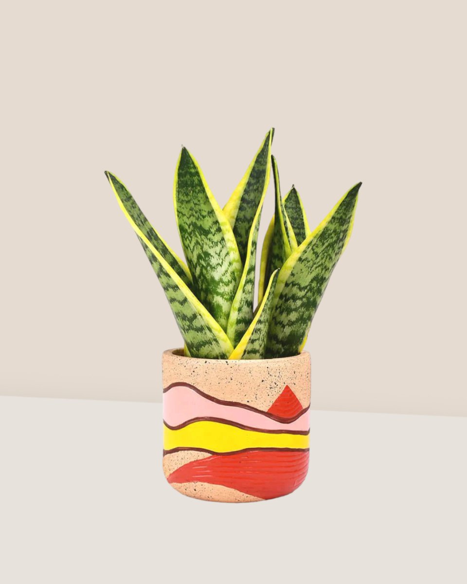Sansevieria Trifasciata in Mars Landscape Planter - Gifting plant - Tumbleweed Plants - Online Plant Delivery Singapore