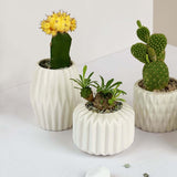 Akio - Mini Assorted Succulent Pots (Set of 4) - Plant - Preserved Flowers & Fresh Flower Florist Gift Store
