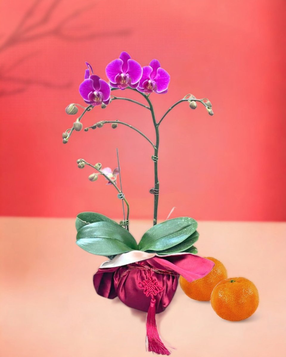 Blissful - Congratulatory Flower Arrangement - Flower - flower only - Preserved Flowers & Fresh Flower Florist Gift Store