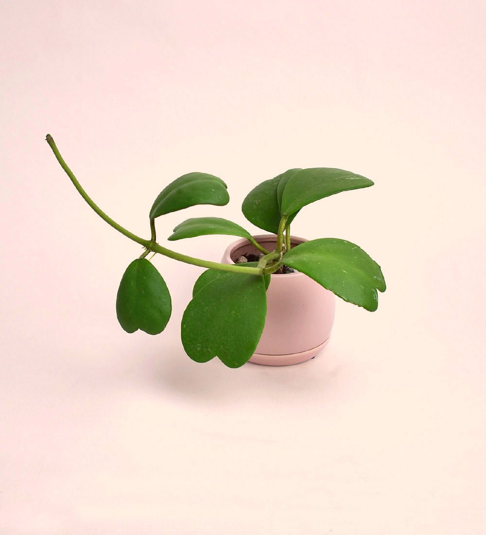 Blushing Sweetheart - Gifting plant - Preserved Flowers & Fresh Flower Florist Gift Store