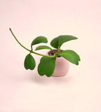 Blushing Sweetheart - Gifting plant - Preserved Flowers & Fresh Flower Florist Gift Store
